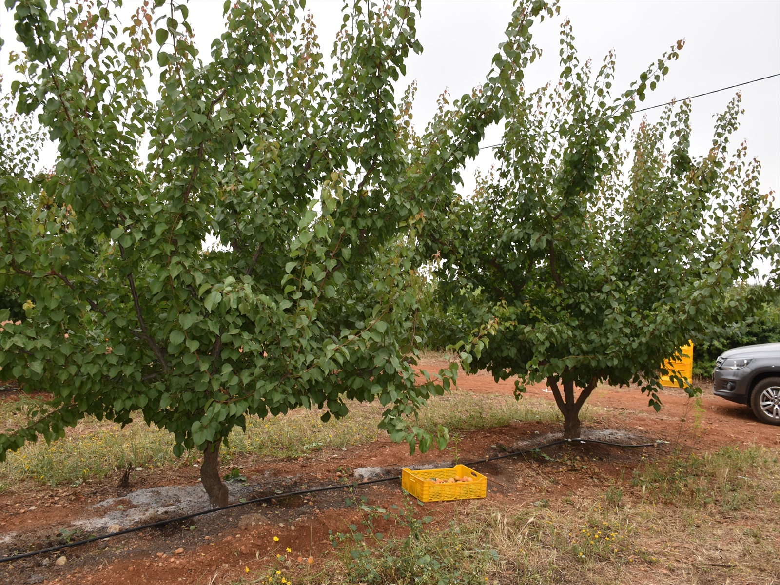 アプリコット農園