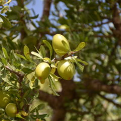 アルガンオイルの成分