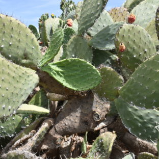 肌に潤い、アルガンオイルを超えるビタミン豊富なウチワサボテンオイル