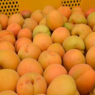 乾燥肌や髪にもおすすめアプリコットオイルとは？