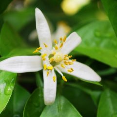 ＥＵＲＥＣＡアルガンオイルＮＯＢＬＥに含まれるネロリについて